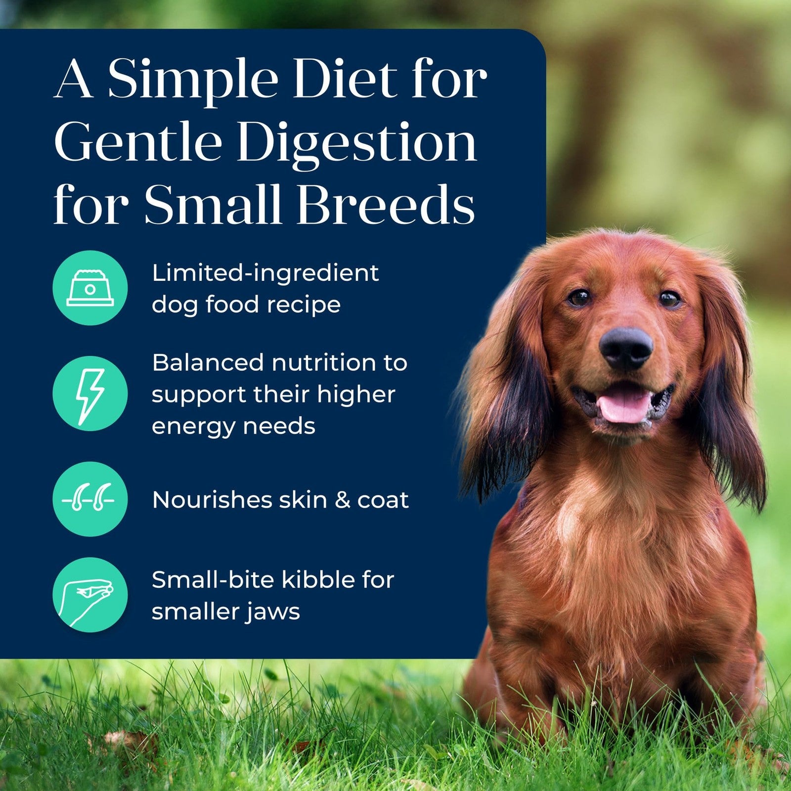 Blue Buffalo Grain-Free Small Breed Adult Dog Food with Lamb and Potato, dry kibble in a bowl for small dogs.