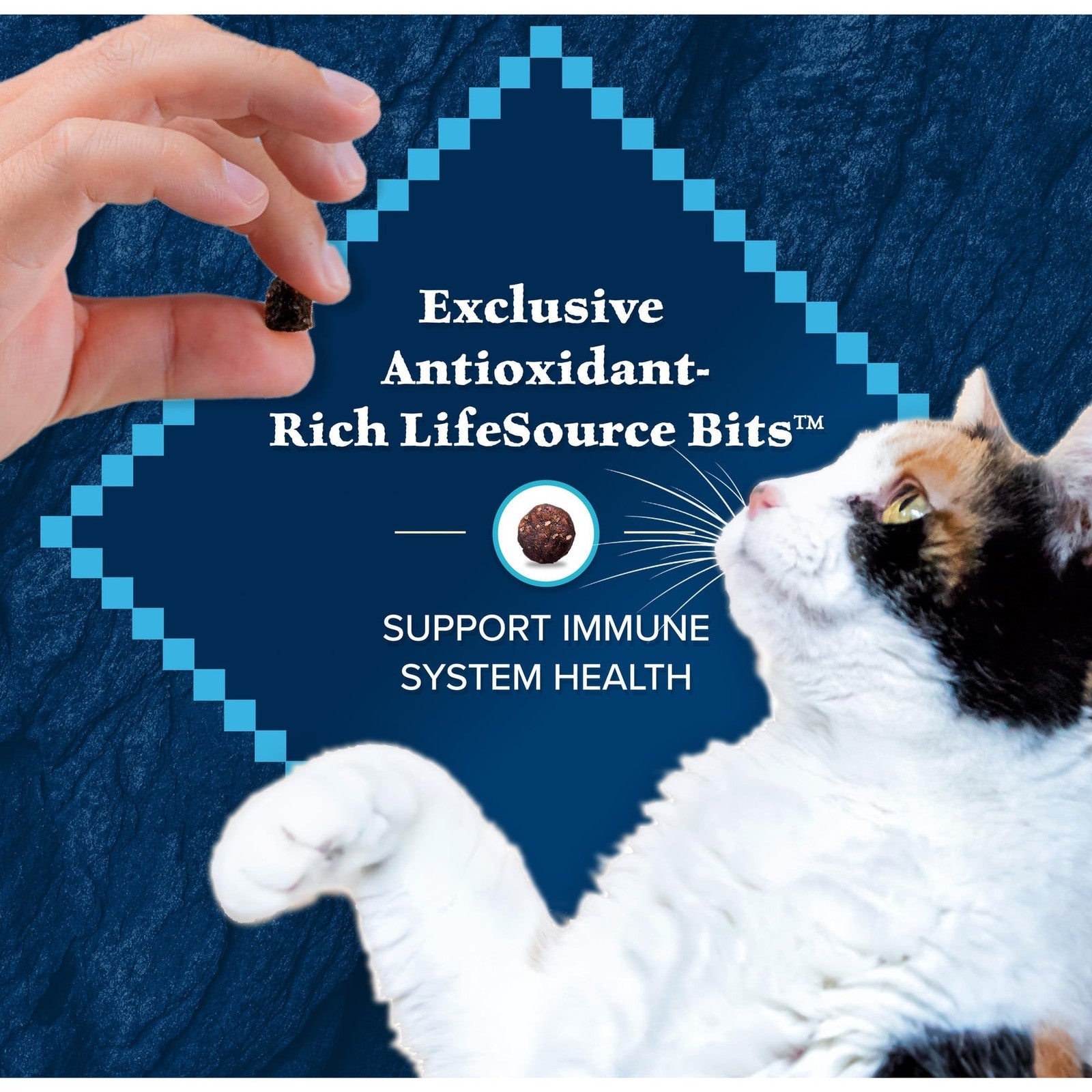 Blue Wilderness high protein grain-free dry cat food with salmon in a bag, designed for cats' health and natural nutrition.