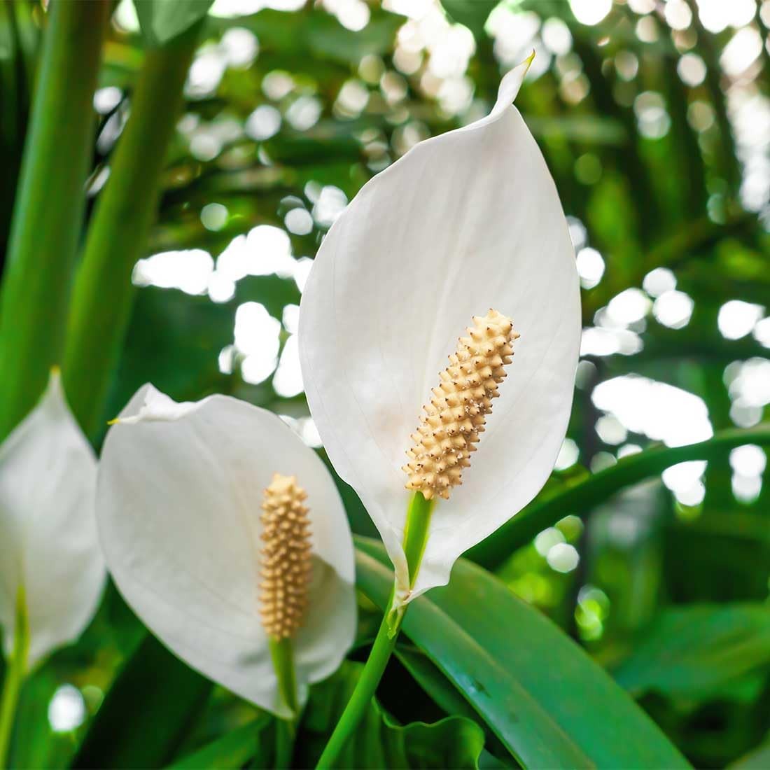 American Plant Exchange Peace Lily plant in a 4-inch pot, showcasing lush green leaves and white spathes, healthy indoor houseplant.