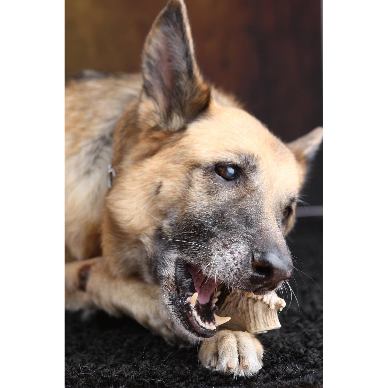 Scout & Zoe's Antler Splits for dogs, showing natural antler pieces with textured surface and split ends on a neutral background.