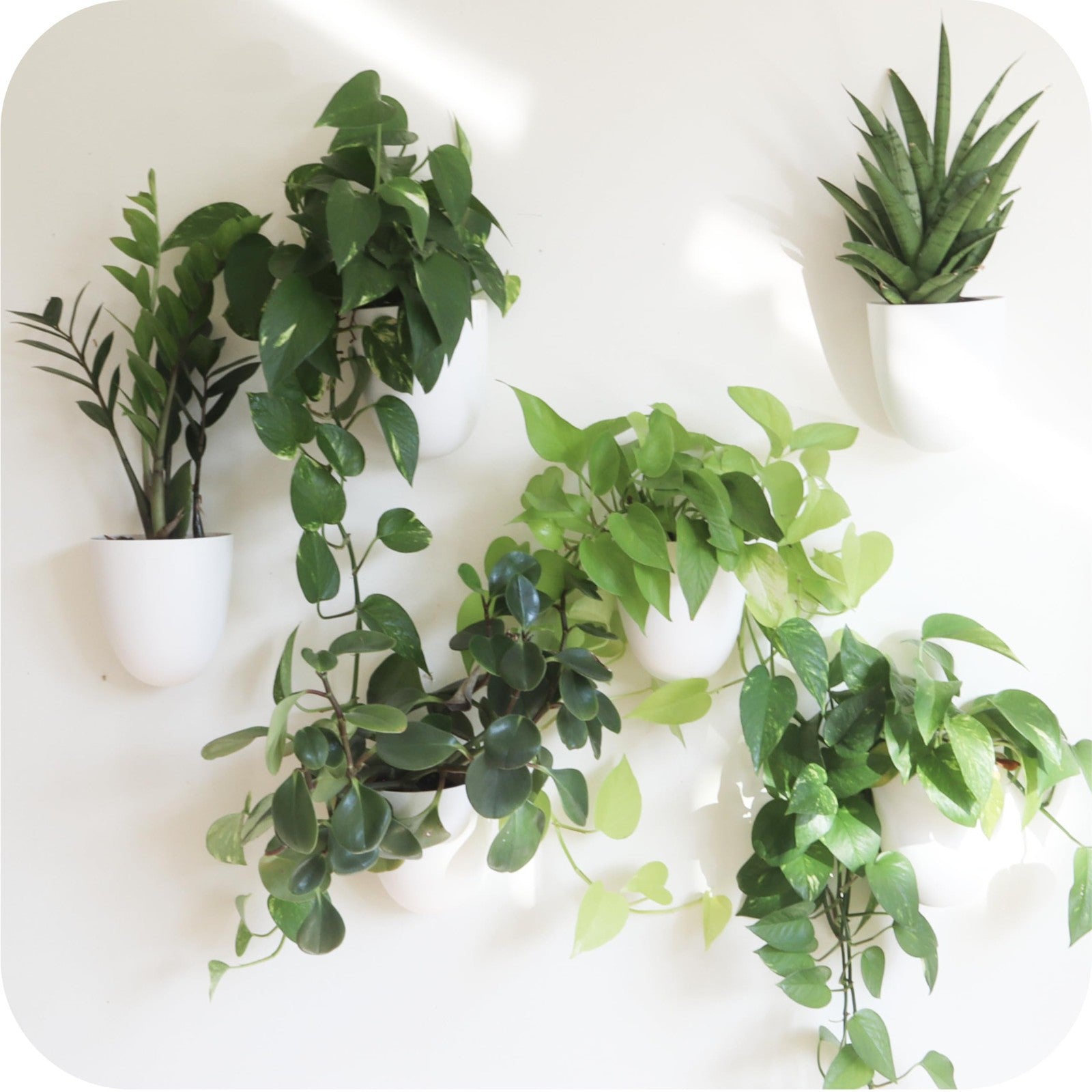 Make Good PlantPod Classic white self-watering wall planter with indoor green plants mounted vertically on a wall.