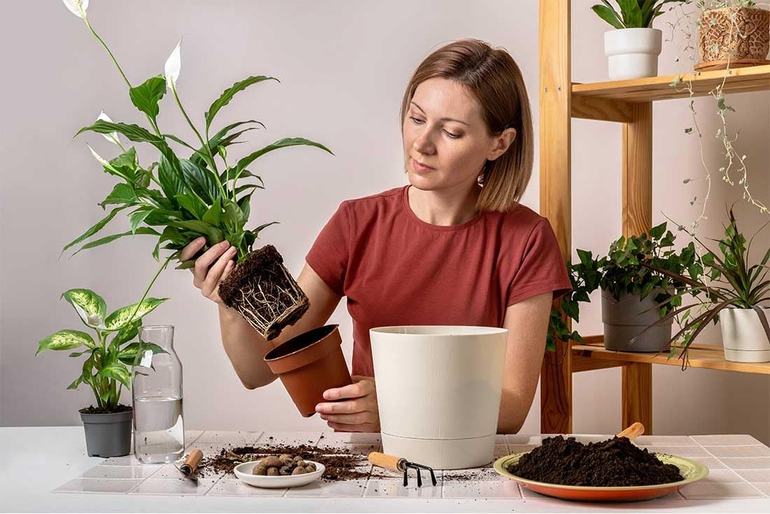 American Plant Exchange Peace Lily in 4-inch pot, vibrant green leaves, healthy live Spathiphyllum plant for indoor decor