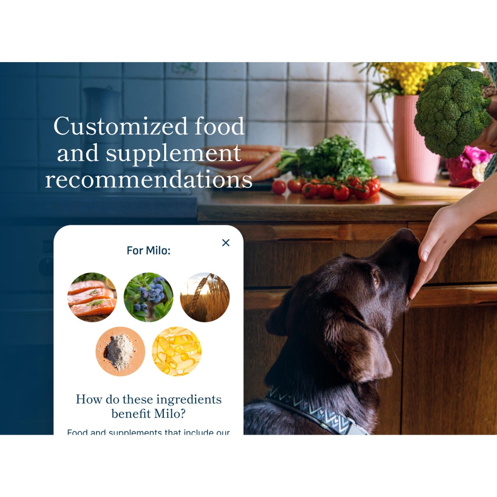 Petivity Microbiome Analysis Kit for cats and dogs, featuring a sample collection tube and instructions, powered by Purina.