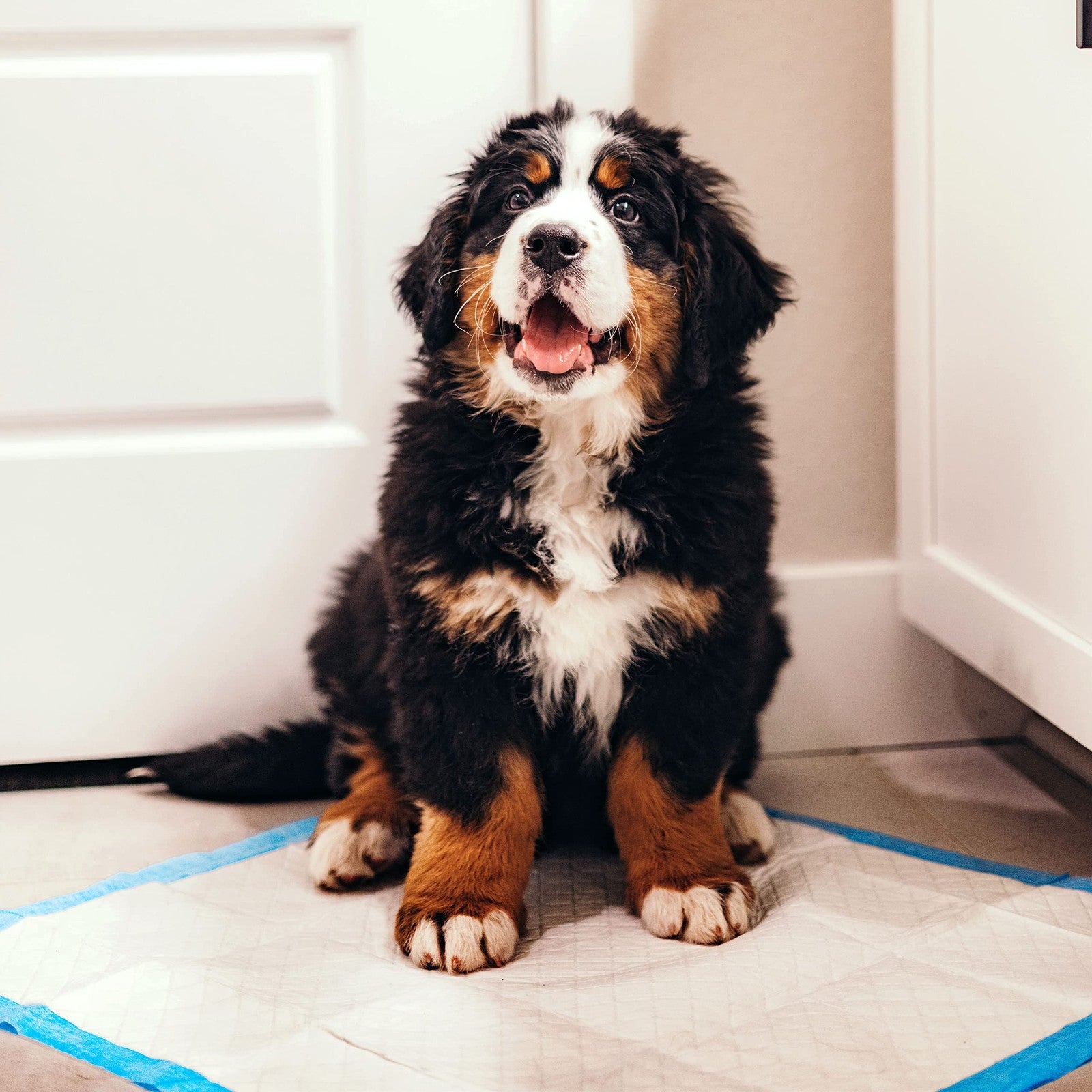 Four Paws Wee-Wee Superior Performance Unscented Pee Pads for dogs and puppies, showing multiple absorbent pads with branding.