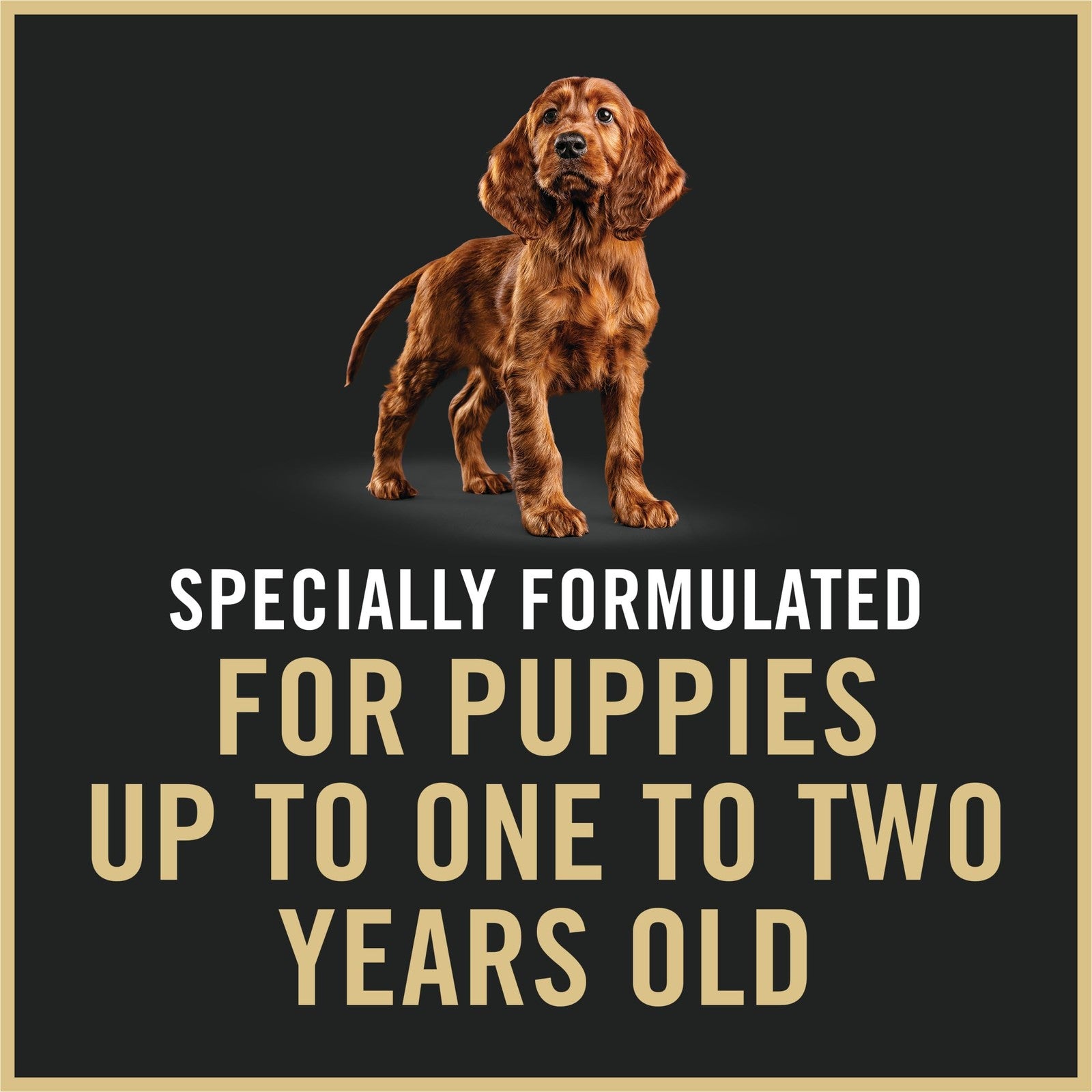 Purina Pro Plan Puppy Classic wet dog food cans with salmon and rice, 12-pack of 12 oz cans for puppies.