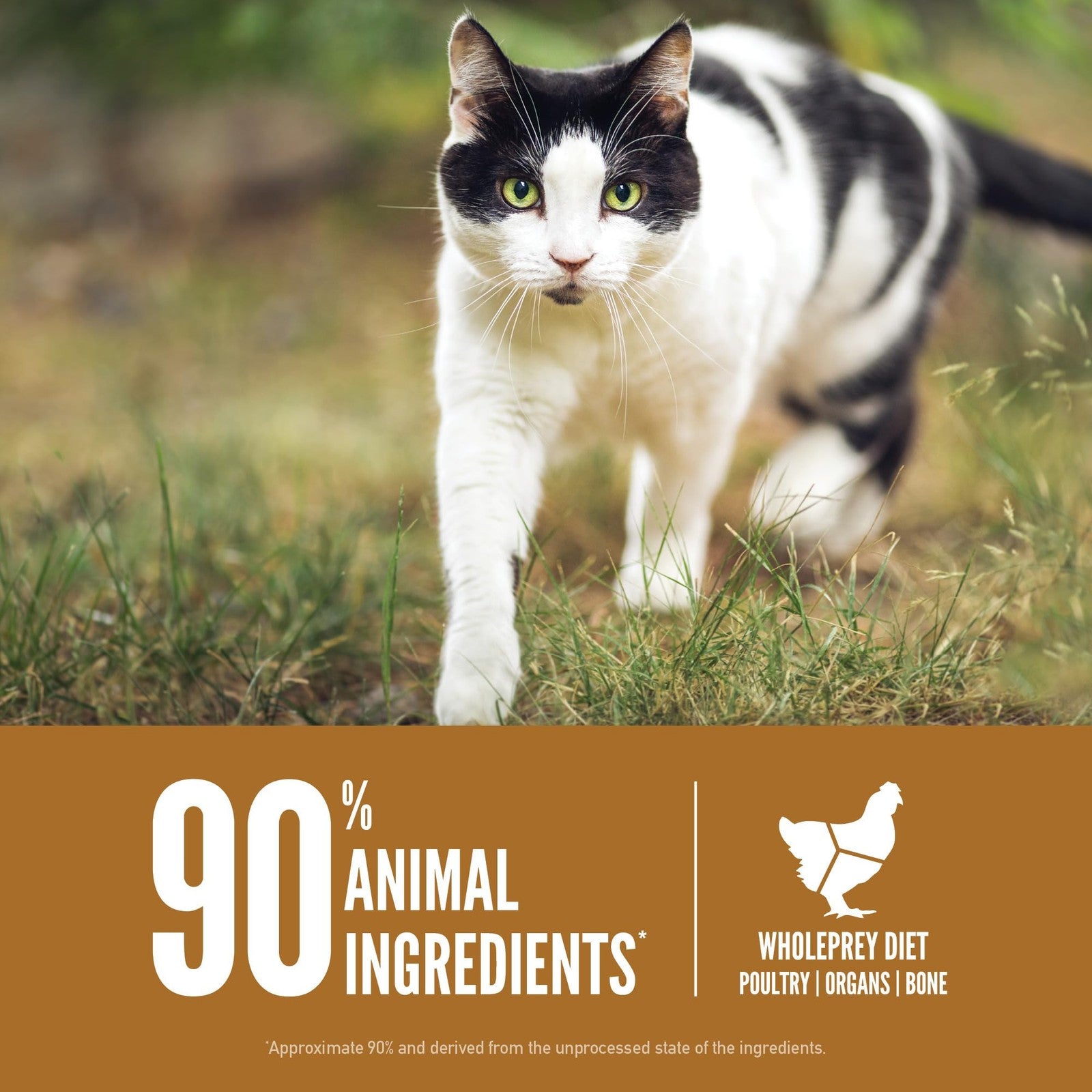 ORIJEN Grain Free High Protein Dry Cat Food Original Recipe 4lb bag showing the packaging and label of this premium cat food.