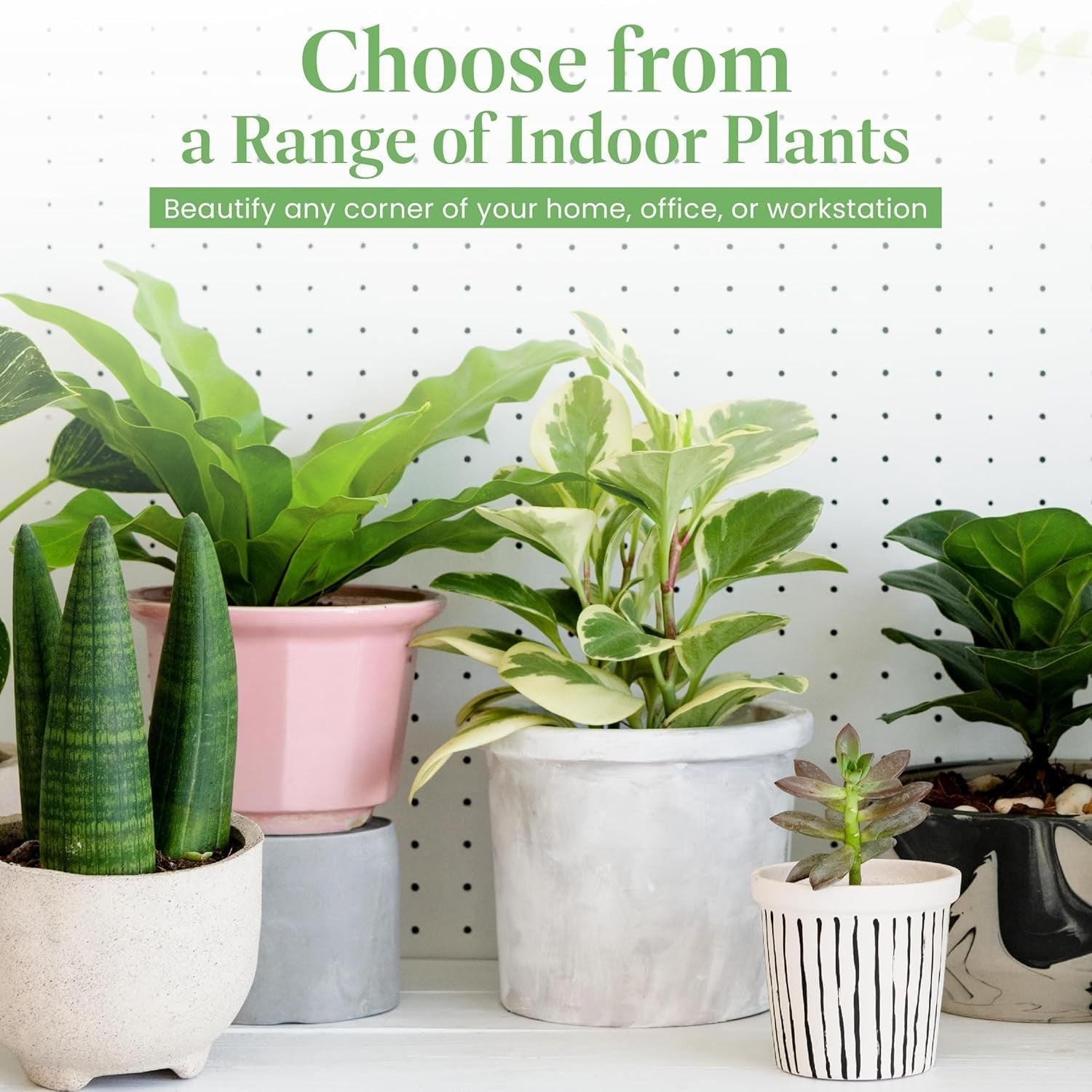 Two American Plant Exchange Peace Lily live houseplants in 4-inch pots, showcasing lush green leaves and easy-care indoor foliage.