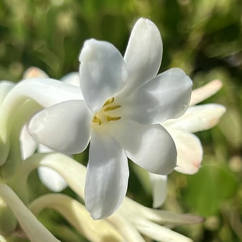 Tuberose Perfume Oil | .03 oz/10 ml Roll On Bottle with Organic - Product Imagery