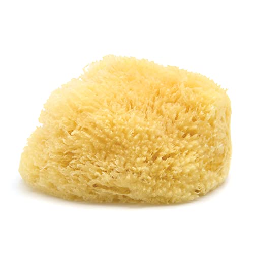 Neptune Caribbean Sea Sponge, Extra Large, Approx. 7-8 in, - Product Imagery