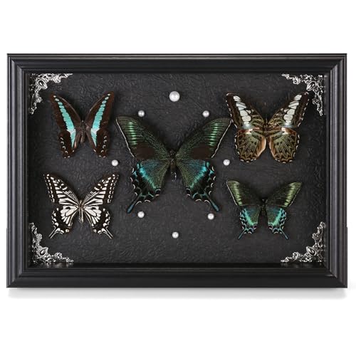 Real Framed Butterfly Taxidermy Collection - Set of 5 in Shadow - Product Imagery