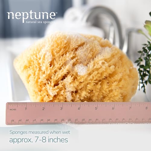 Neptune Caribbean Sea Sponge, Extra Large, Approx. 7-8 in, - Product Imagery