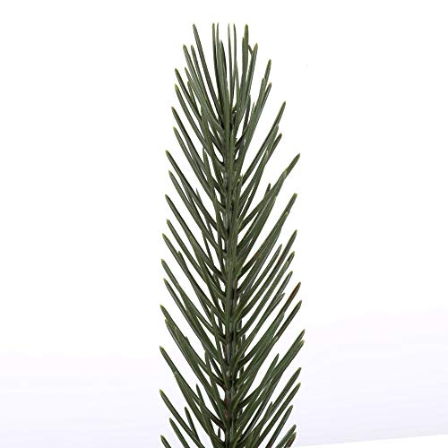 Vickerman 24", 30", 36" - Deluxe Artificial Spruce Tops - PE/PVC - Product Imagery