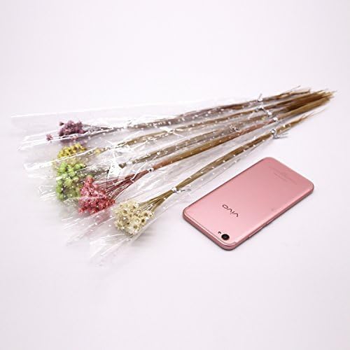 100 Stems Natural Dry Flowers Brazilian Small Star Daisy Decorative Dried  (Royal Blue)