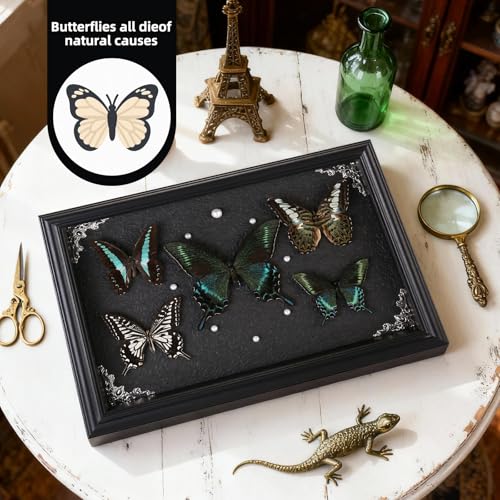 Real Framed Butterfly Taxidermy Collection - Set of 5 in Shadow - Product Imagery