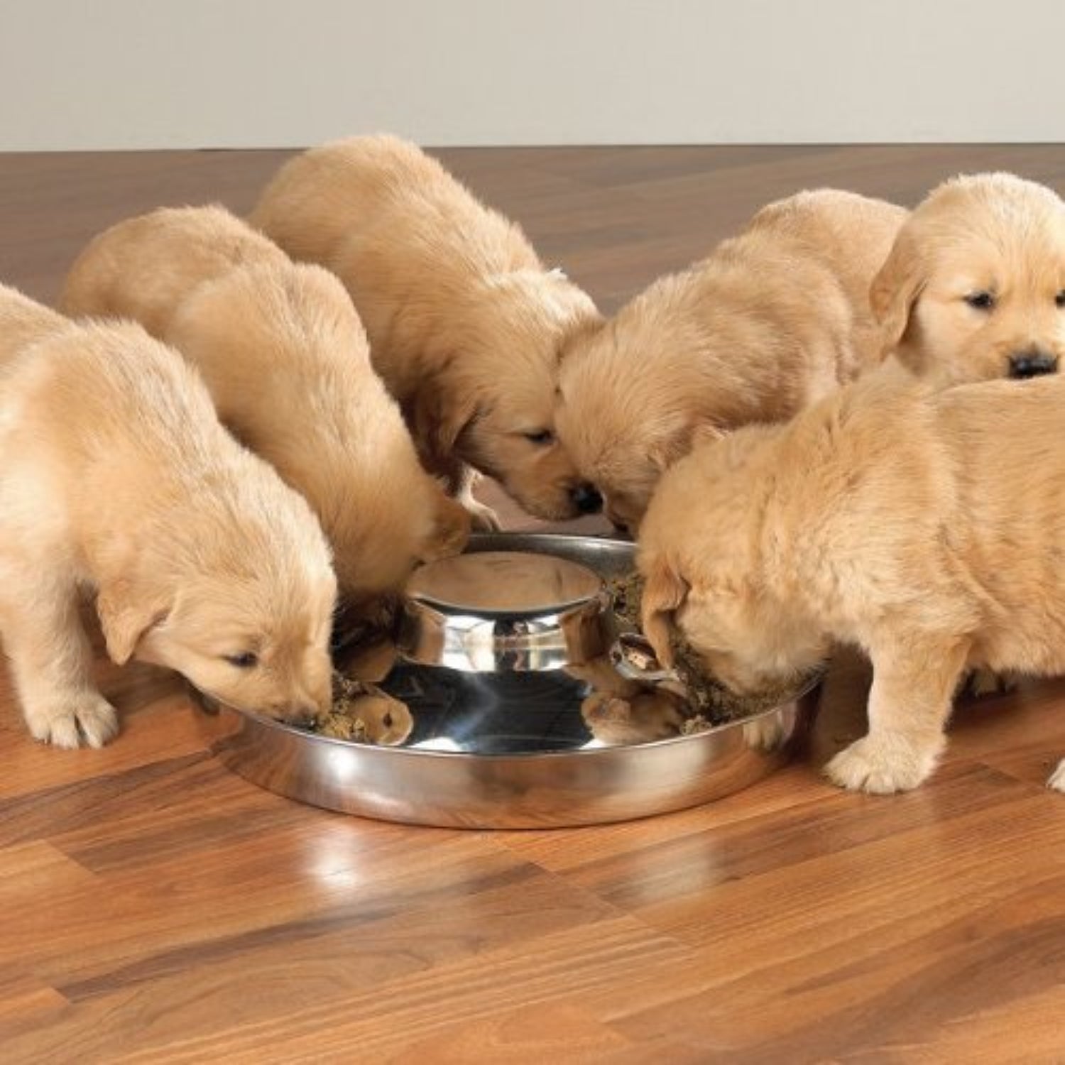 ProSelect 14.5-inch stainless steel puppy dish with a shiny, durable surface and a wide, stable base for feeding pets.