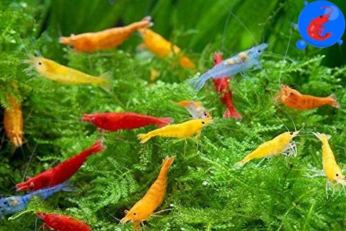 Generic Shrimp Up Aquatics 20 Mixed Color Neocaridina Shrimp - Premium Selection Official Imagery - 1