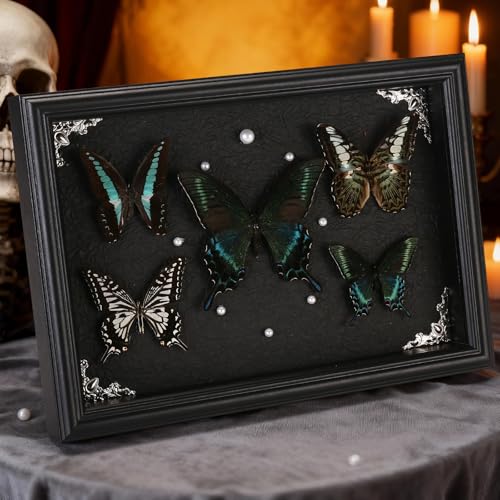 Real Framed Butterfly Taxidermy Collection - Set of 5 in Shadow - Product Imagery