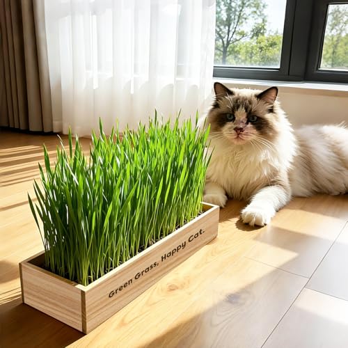 Cat Grass Kit for Indoor Cats, Non-GMO Wheat Cat Grass Seeds - Product Imagery
