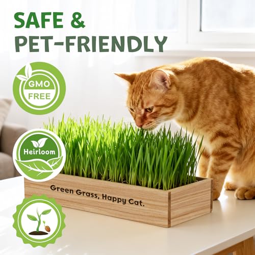 Cat Grass Kit for Indoor Cats, Non-GMO Wheat Cat Grass Seeds - Product Imagery