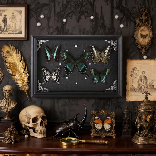Real Framed Butterfly Taxidermy Collection - Set of 5 in Shadow - Product Imagery