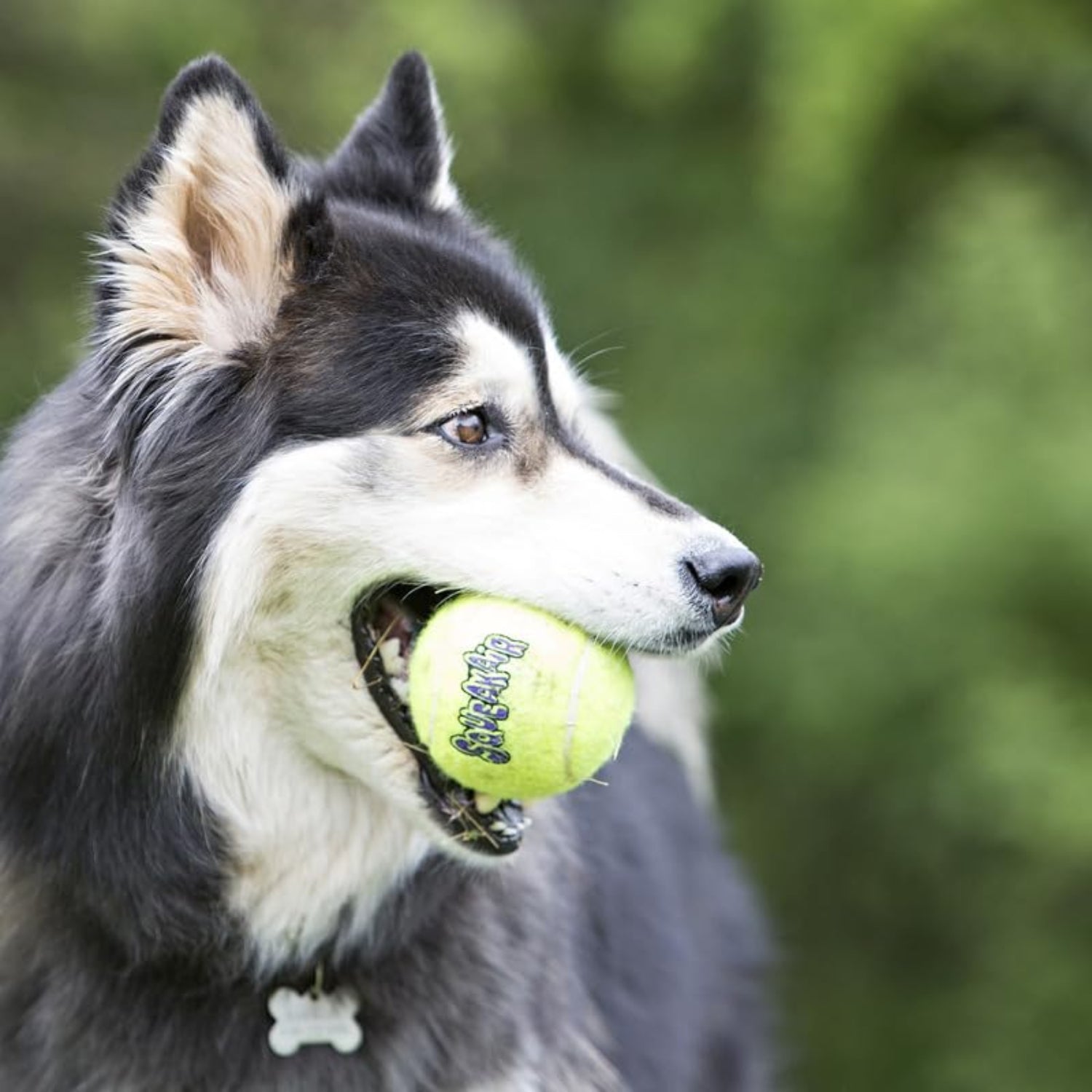Nine KONG Squeakair dog tennis balls in medium size, soft and durable for active play and outdoor fetch.