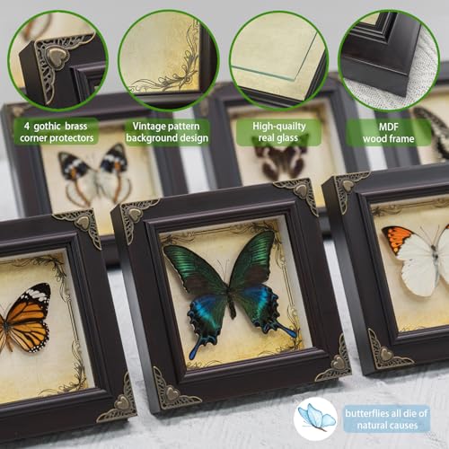 Handmade Real Butterfly Framed with 5 Pieces Gift Set - Gothic - Product Imagery