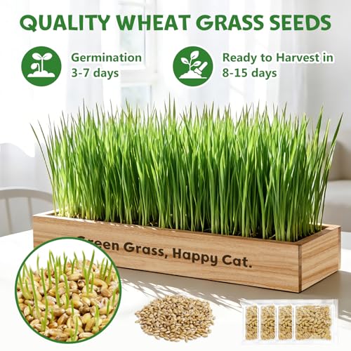 Cat Grass Kit for Indoor Cats, Non-GMO Wheat Cat Grass Seeds - Product Imagery