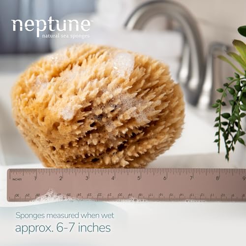 Neptune Caribbean Sea Sponge, Large, Approx. 6-7 in, Exfoliating - Product Imagery