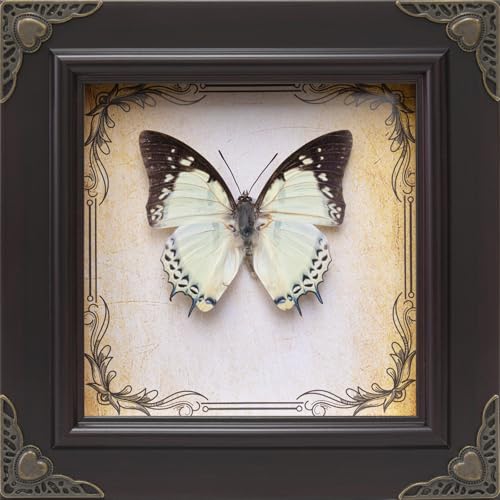 Handmade Real Butterfly Framed with 5 Pieces Gift Set - Gothic - Product Imagery
