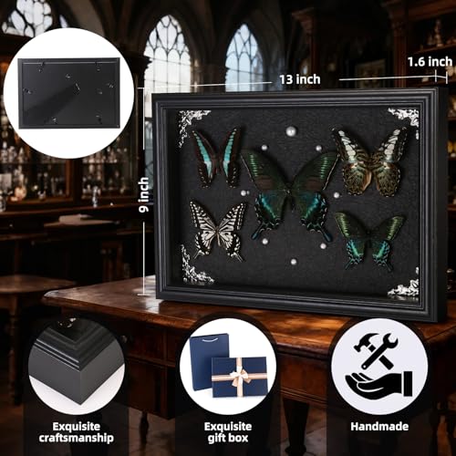 Real Framed Butterfly Taxidermy Collection - Set of 5 in Shadow - Product Imagery