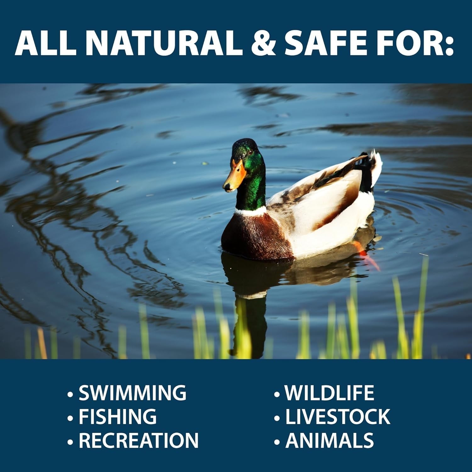 Airmax PondClear beneficial bacteria and enzyme packets, 24 count, for pond water clarification and algae control.