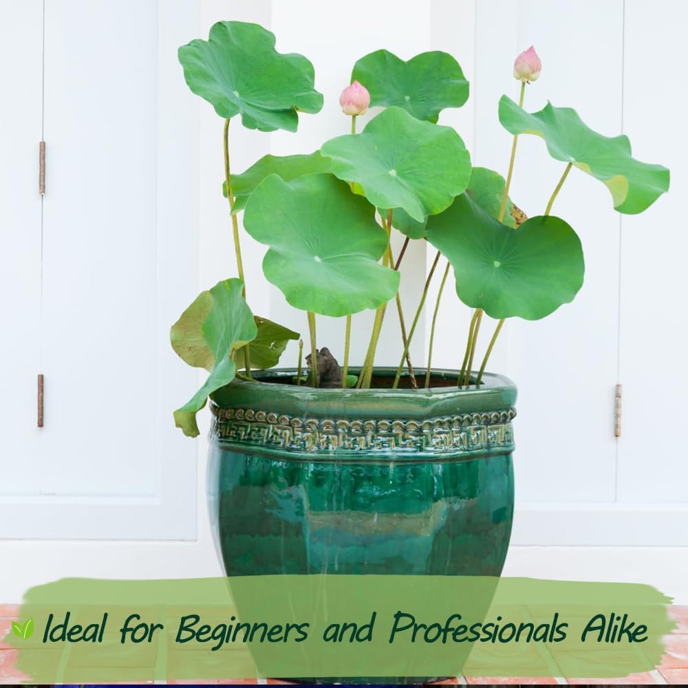 Pre-cut Wily Fox rare bonsai lotus flower seeds for planting, showcasing small lotus seed pods ready for cultivation.