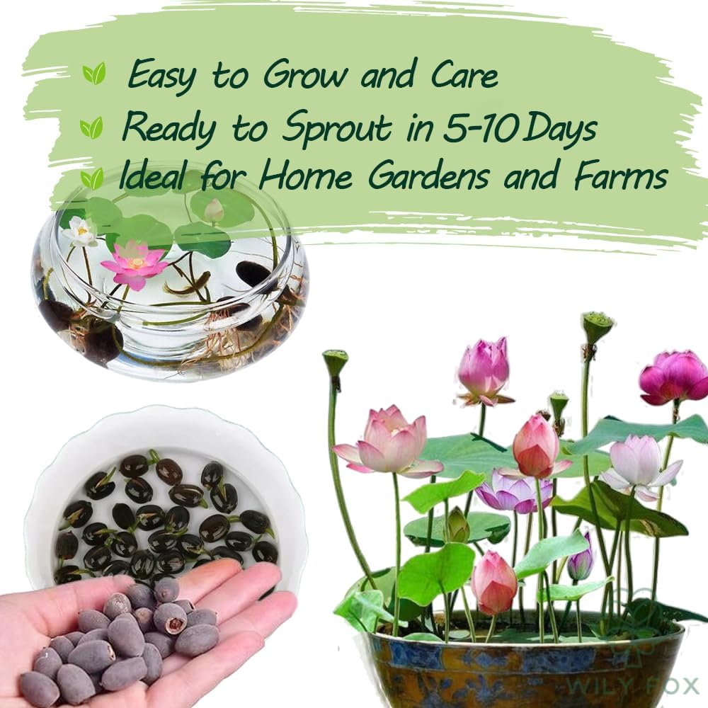 Pre-cut bonsai lotus flower seeds from Wily Fox, showcasing 15 rare lotus seeds for planting and growth.