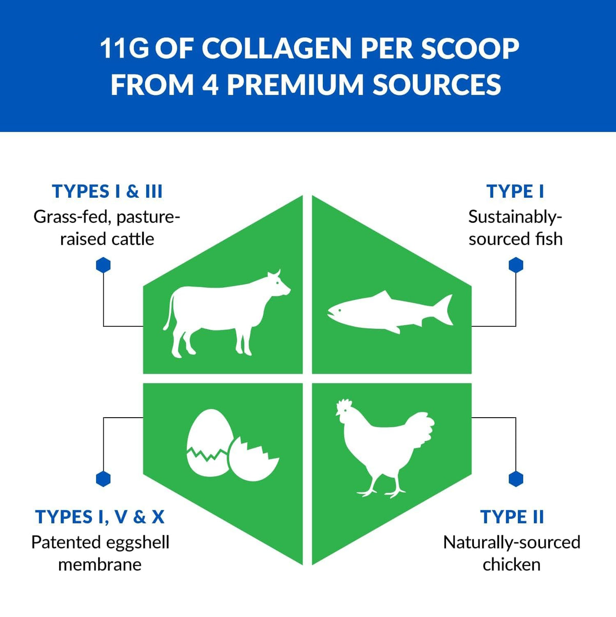 BioTrust Multi Collagen Peptides Unflavored Powder - BioTrust Official Imagery - 4
