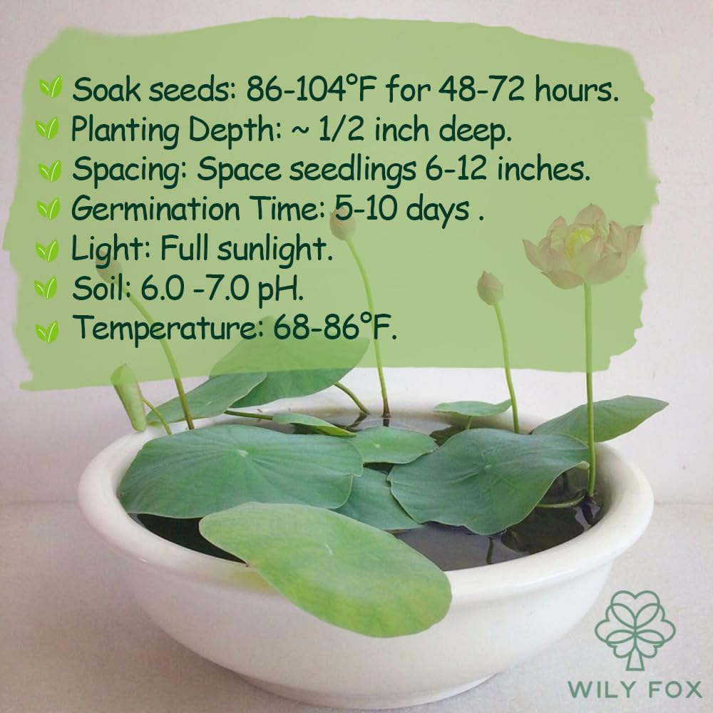 Pre-cut bonsai lotus flower seeds from Wily Fox, showing 15 rare lotus seeds for planting and cultivating elegant aquatic plants.
