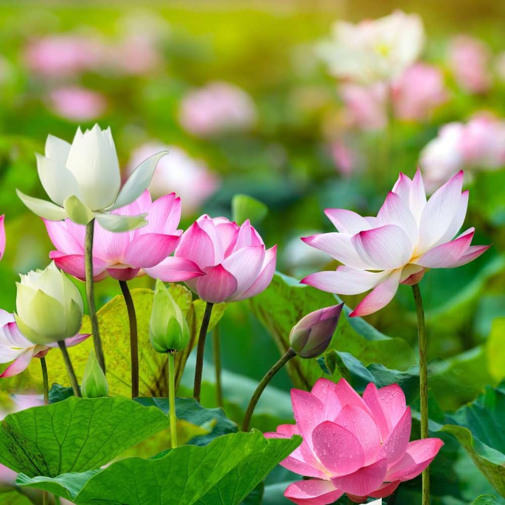 Pre-cut bonsai lotus flower seeds from Wily Fox, 15 rare lotus seeds for planting and cultivating beautiful pond or garden lotus plants.