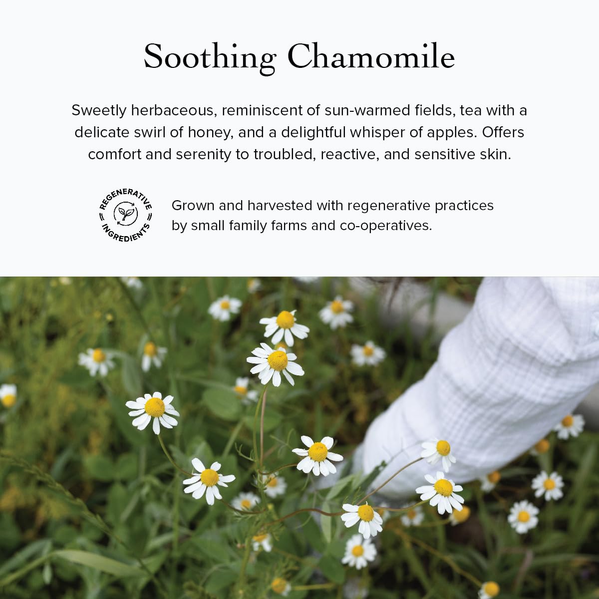 evanhealy Rosehip Calming Serum - Blue Skin Care Line with Organic Whole - evanhealy Official Product View 9