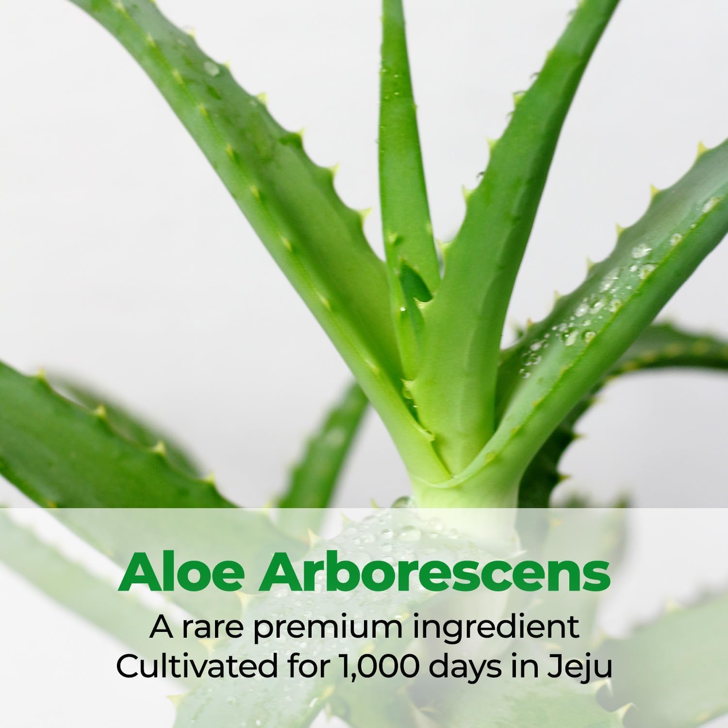 Cure Intensive 2X Cream, Premium Aloe Deep Moisturizing Multi - Kim Jeong Moon Aloe