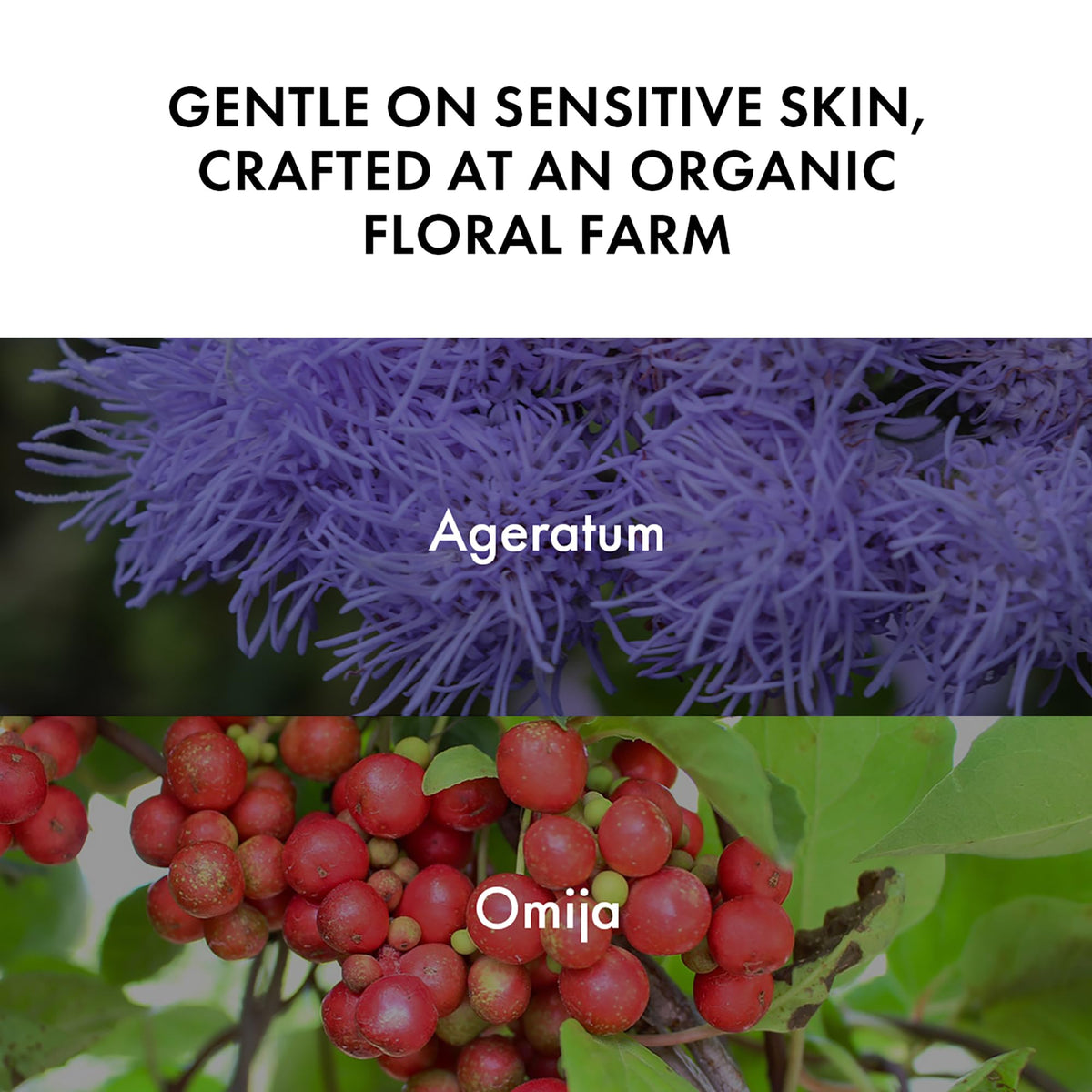 Hydrating Barrier Exfoliating Gel Smart Protein Responsive - AGERIN Official Imagery - 7