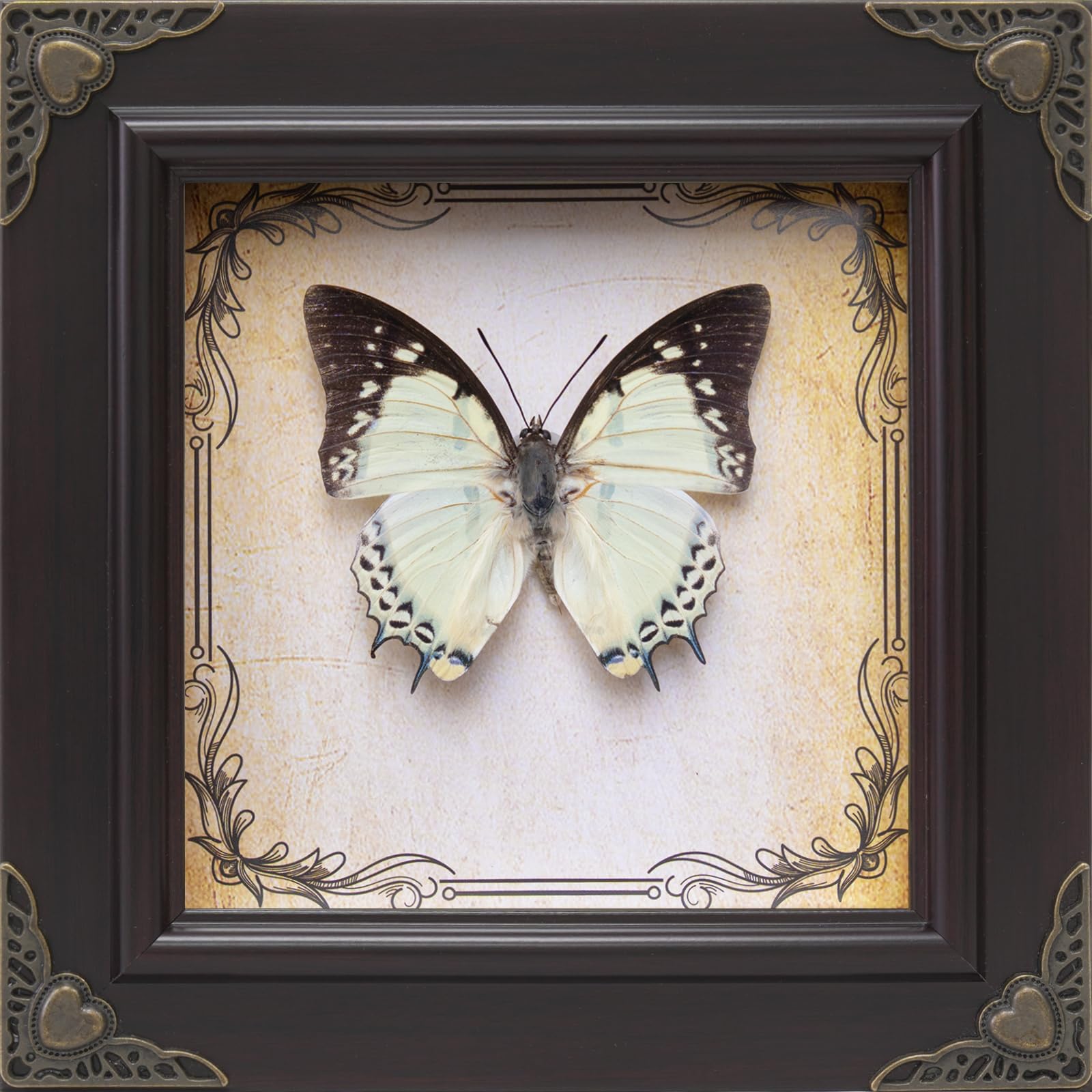 Handmade Real Butterfly Framed with 5 Pieces Gift Set - Gothic - Product Imagery