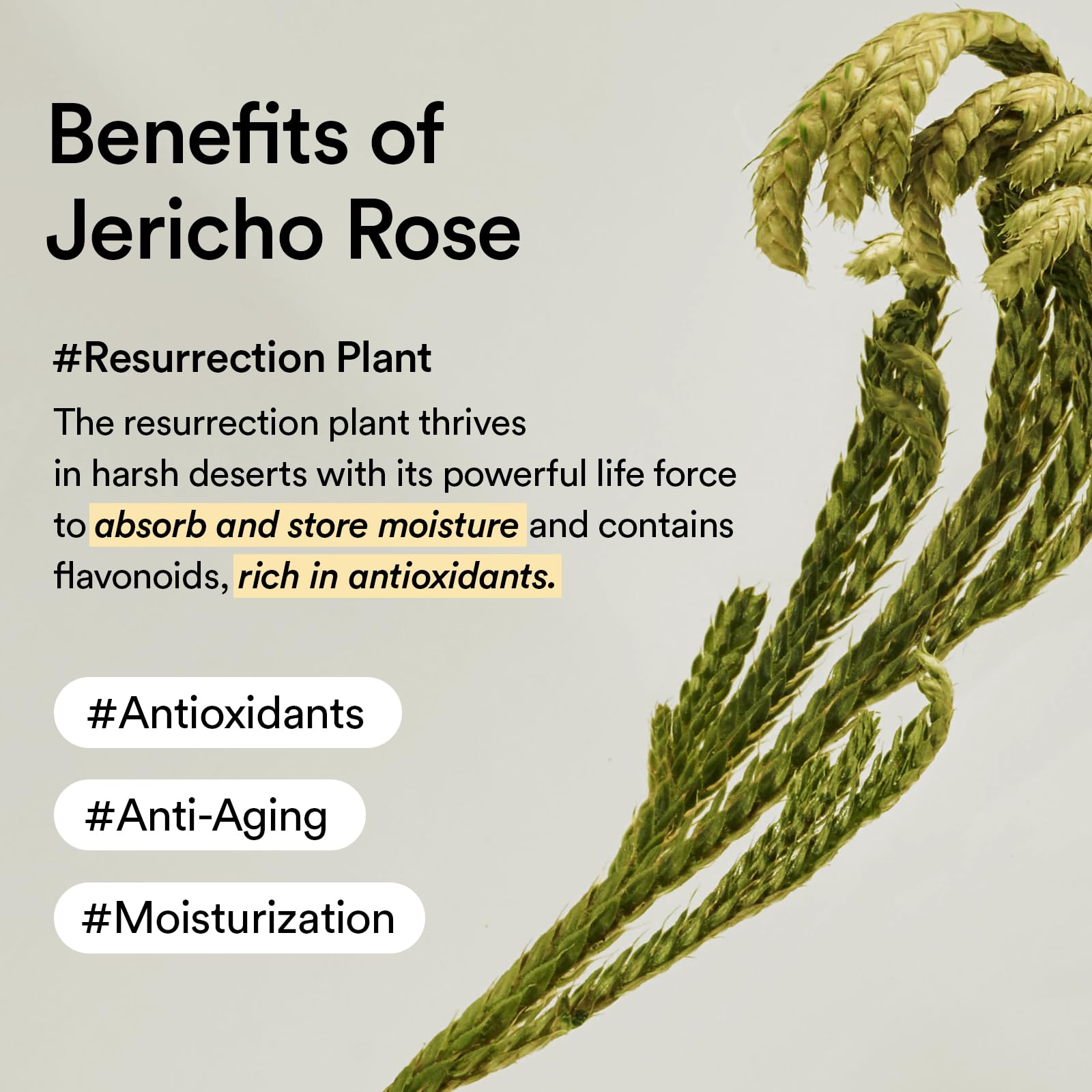 Abib Jericho Rose Cream 2.53 fl oz, Moisturizer for Dry and Aging Skin, Korean Skincare - Abib Official Product View 8