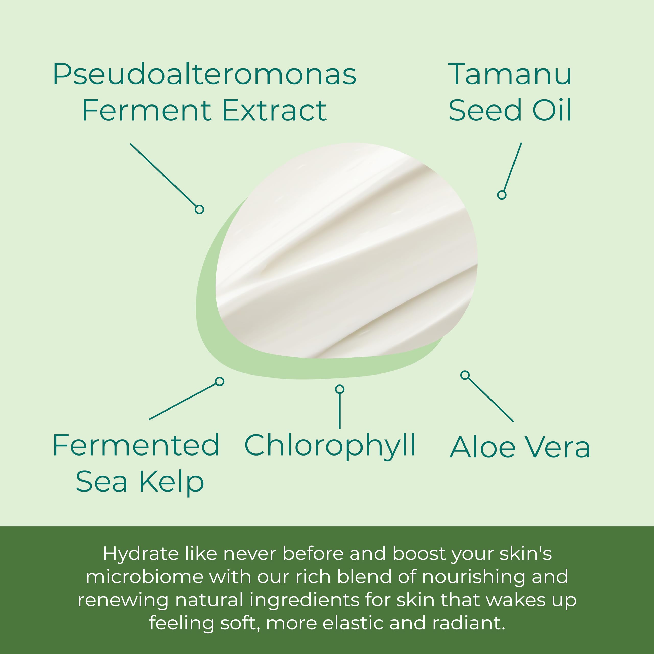 Sea El Kelp Tamanu Oil Night Cream Hydrating Face - Sea-El Official Imagery - 5