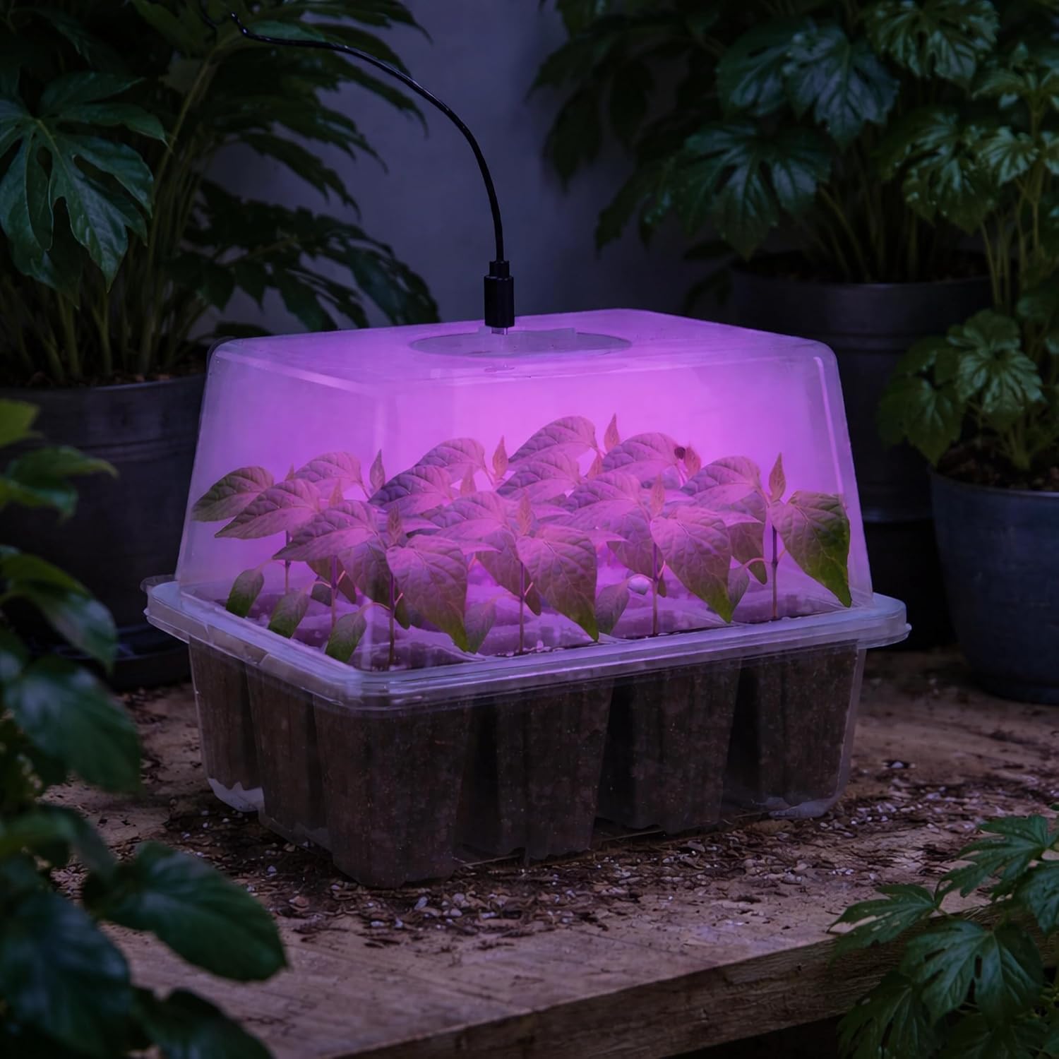 Bonviee 5-pack seed starter tray with built-in grow light for indoor seedlings and plant germination.