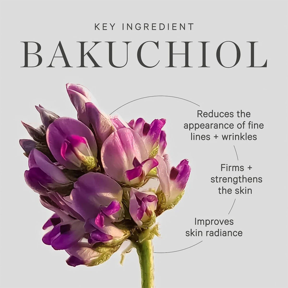 KORA Organics Plant Stem Cell Retinol Alternative Bakuchiol - KORA Organics Official Imagery - 6