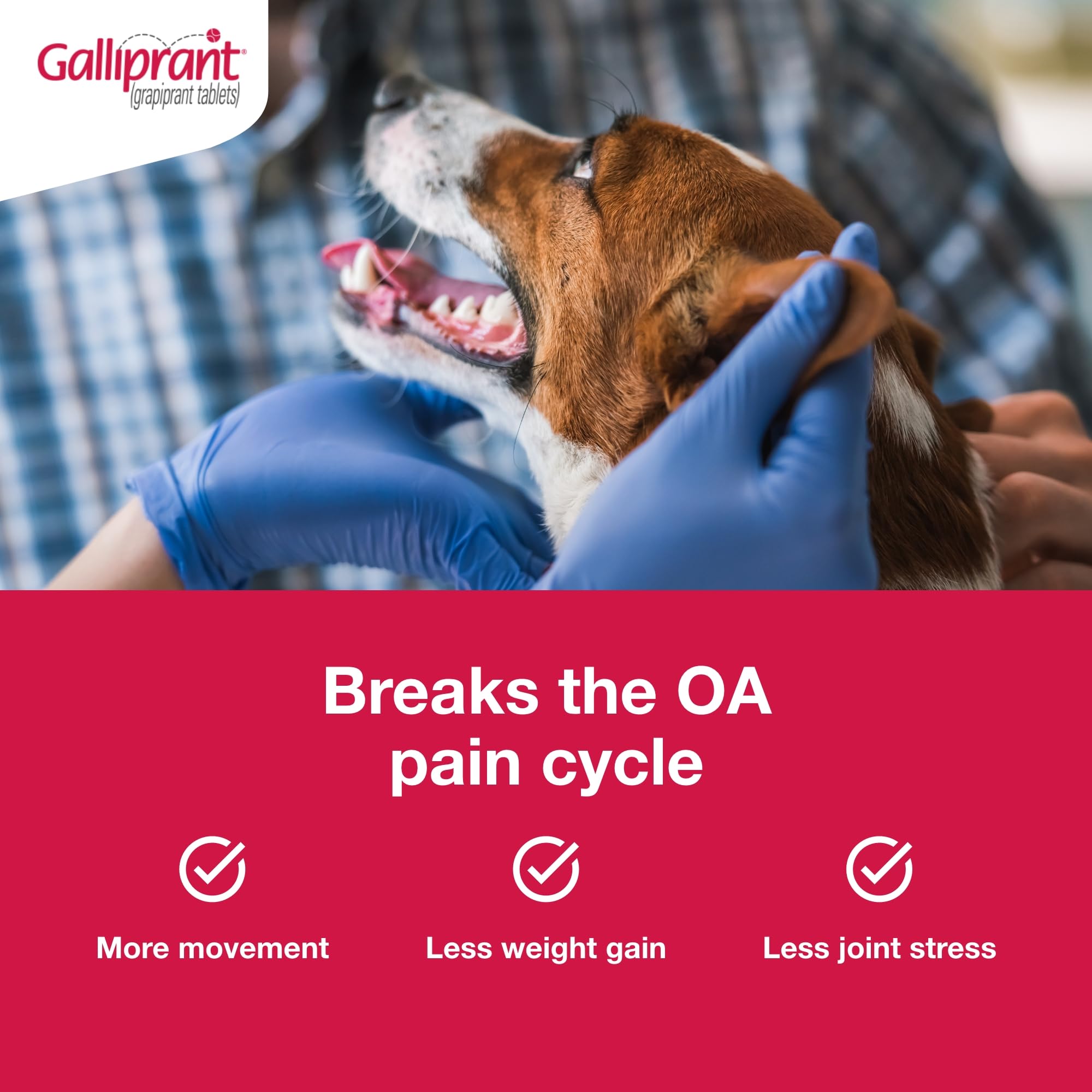 Galliprant   Tablets for Dogs, 100 mg, 30ct - Galliprant Official Product View 2