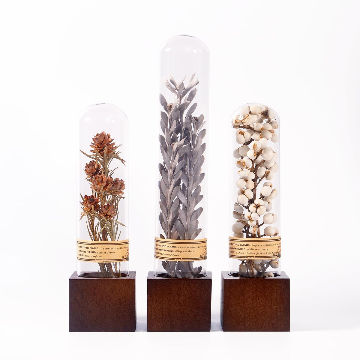 3Pcs Dried Flower Decor Knick Knacks for Shelves Cool Stuff - SKOGSKUNST Official Imagery - 2