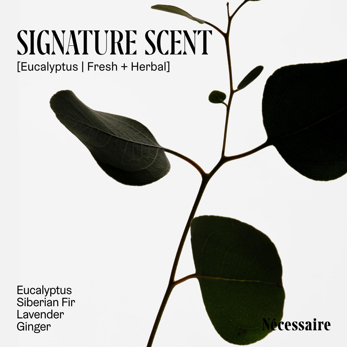 The Body Wipe Eucalyptus On the Go Cleansing Body Wipes with - Nécessaire Official Imagery - 6
