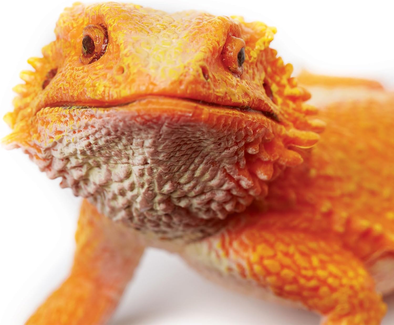 Safari Ltd. bearded dragon figurine, detailed 8.5-inch plastic model showing realistic features and textured scales.