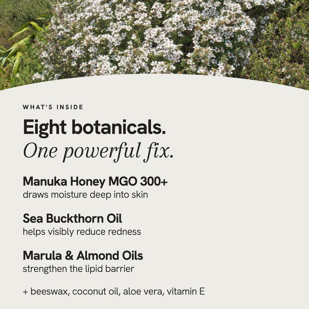 Blossom Essentials Manuka Honey Salve for Dry Skin and - Blossom Essentials Official Imagery - 4