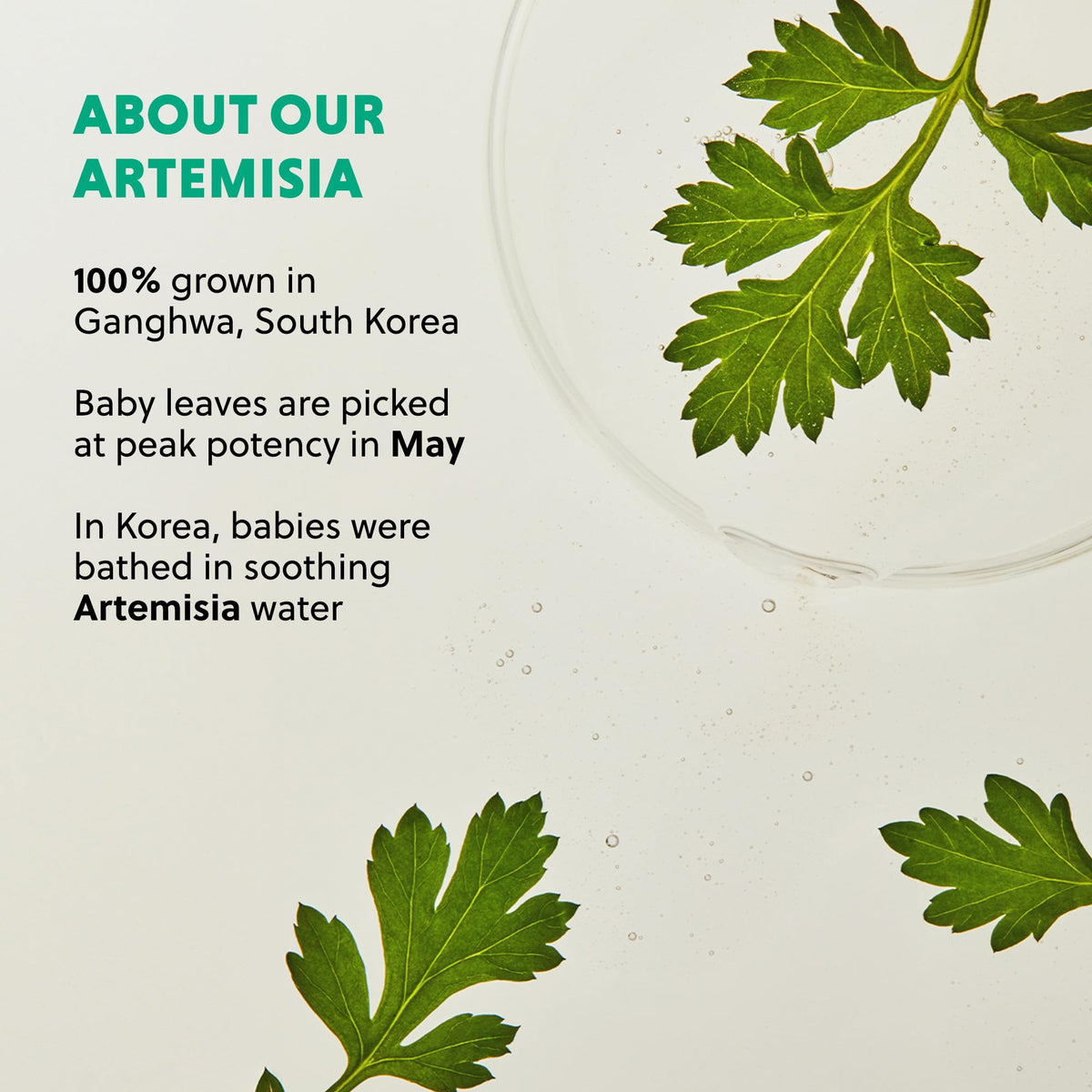 Hanyul Artemisia Soothing Cleansing Oil - Hanyul Official Product Imagery - 6